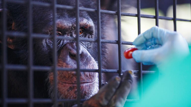 A chimpanzee who had spent most of his life in biomedical research is prepared to retire to a chimpanzee sanctuary in northern Georgia, United States
