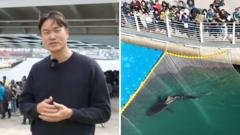 Watch: Third attempt to save 'celebrity' shark stranded in South Korean canal
