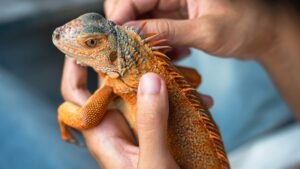 Reptile food supplier Monkfield snaps up BGF as investor