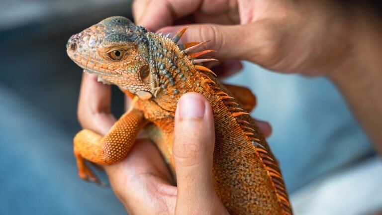 Reptile food supplier Monkfield snaps up BGF as investor